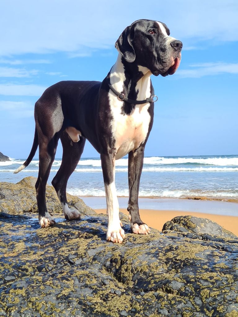 Ubiwan Du Haut Dagour