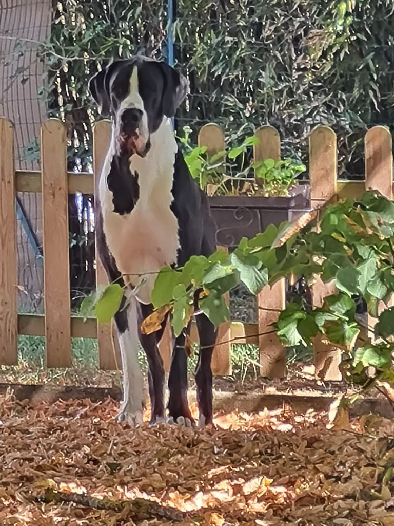 Ubiwan Du Haut Dagour