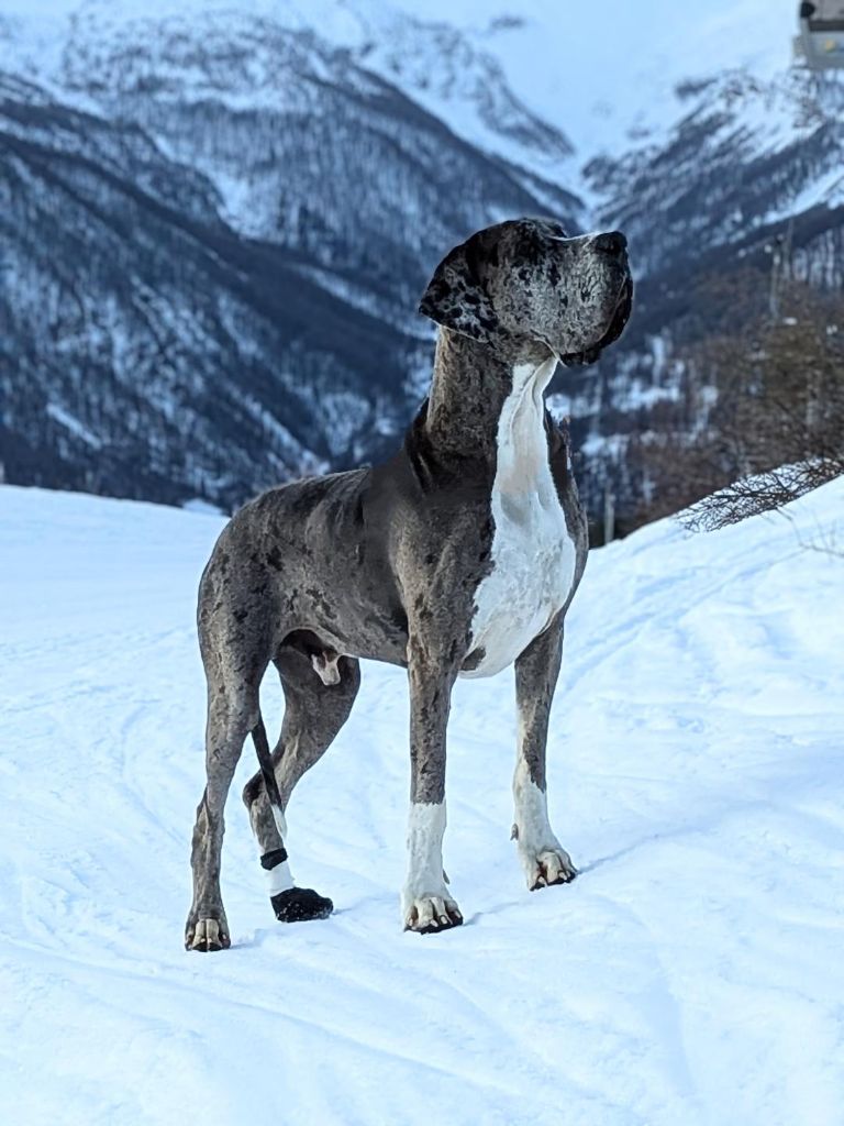 CH. Mch shalom Du Haut Dagour