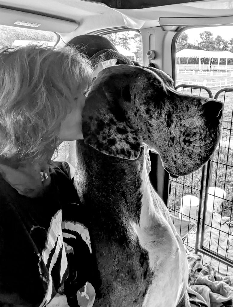 CH. Mch shalom Du Haut Dagour