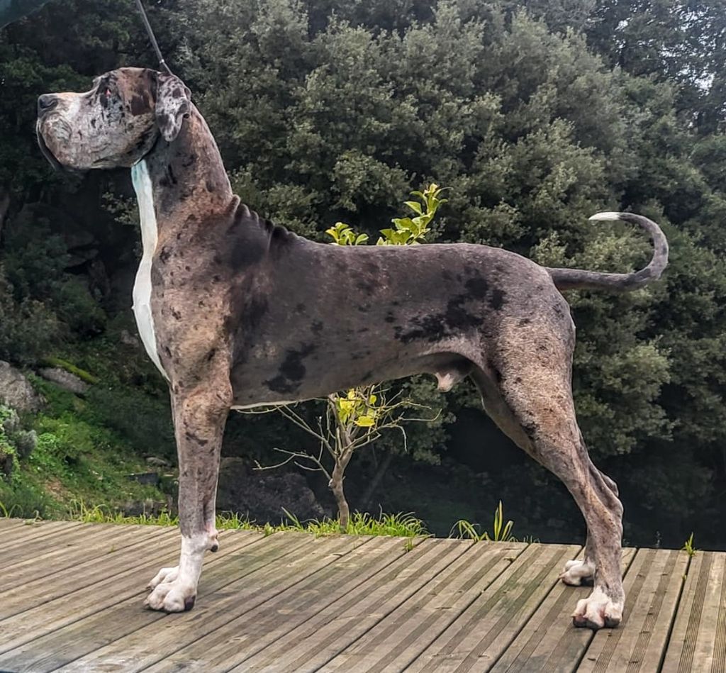 CH. Mch shalom Du Haut Dagour