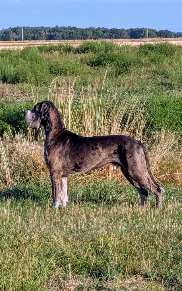 CH. Mch shalom Du Haut Dagour