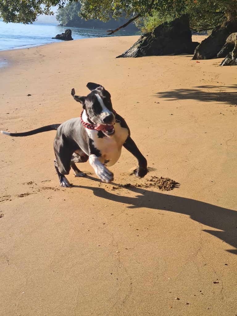 Ubiwan Du Haut Dagour