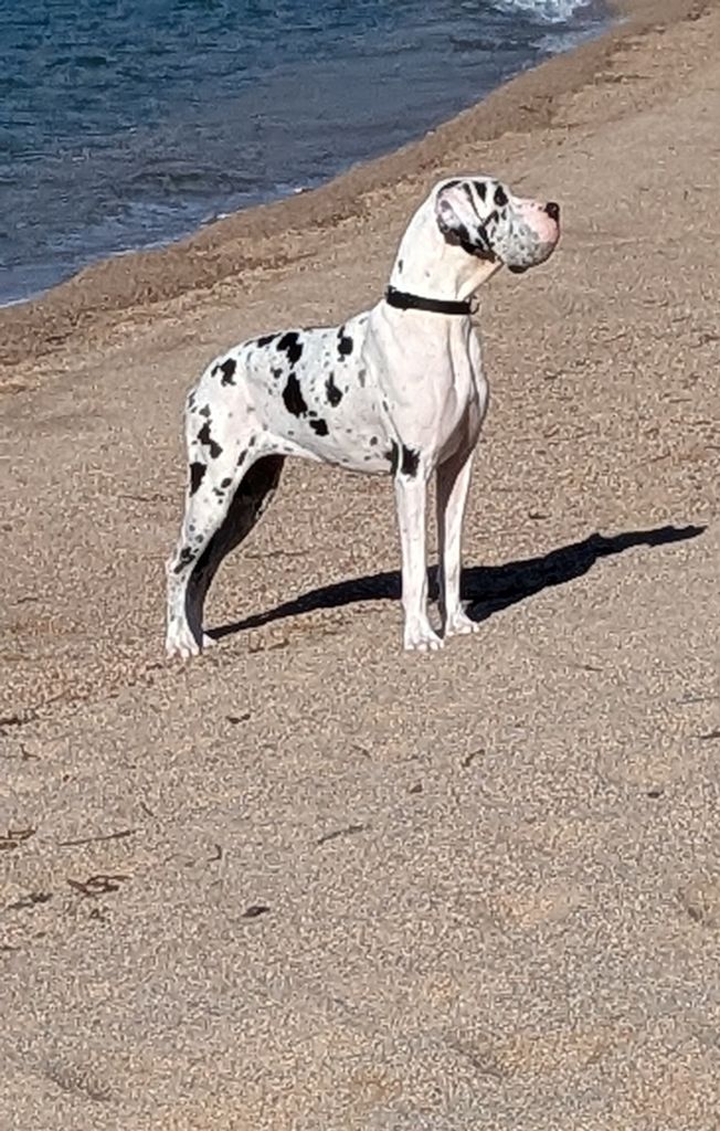 CH. mch ultima Du Haut Dagour