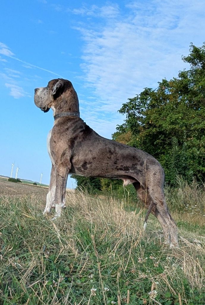 CH. Mch shalom Du Haut Dagour