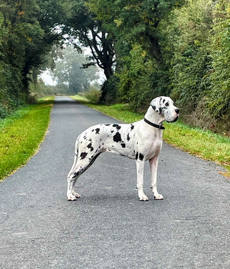 CH. mch ultima Du Haut Dagour