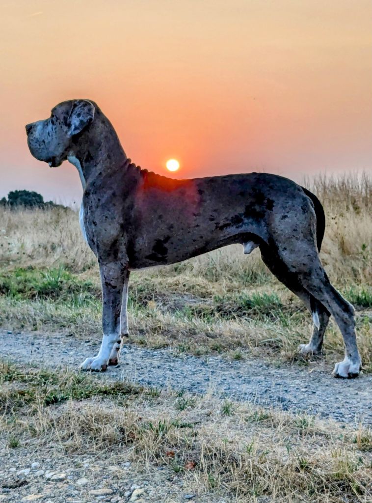 CH. Mch shalom Du Haut Dagour