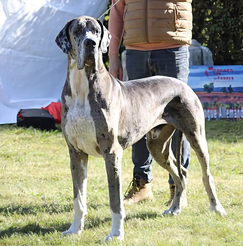 CH. Mch shalom Du Haut Dagour