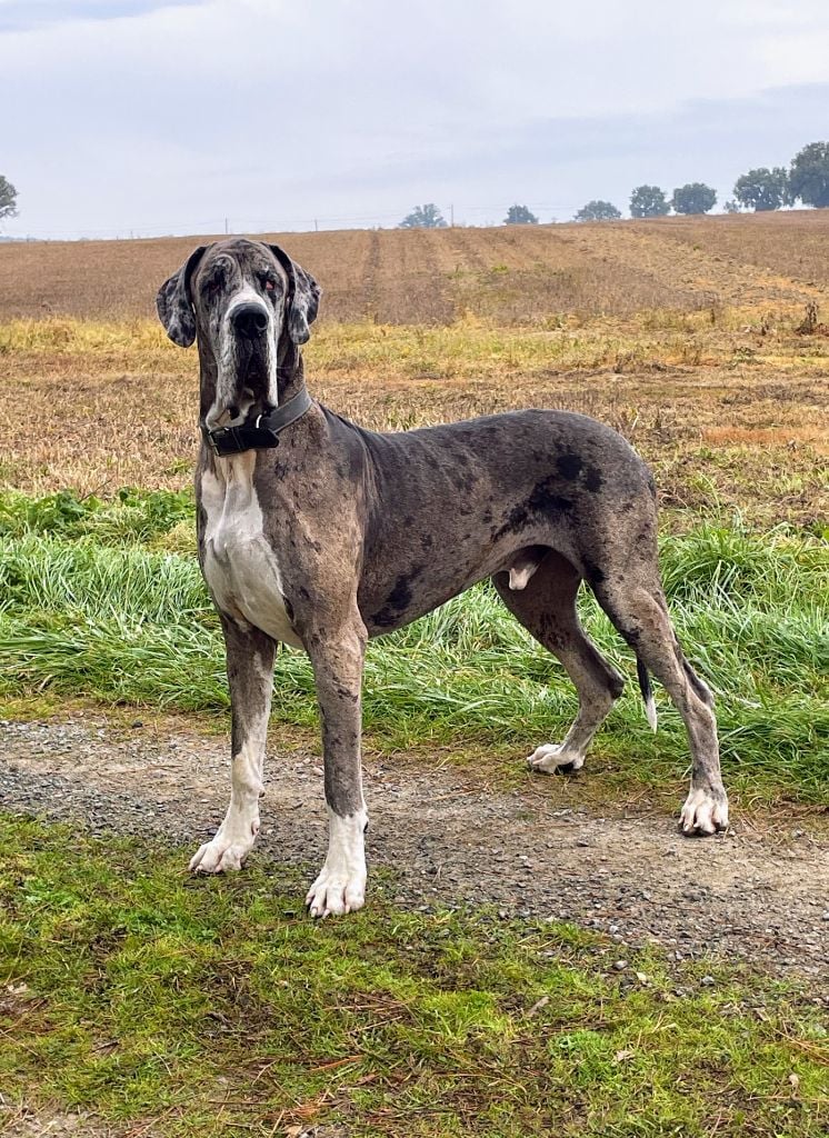 CH. Mch shalom Du Haut Dagour