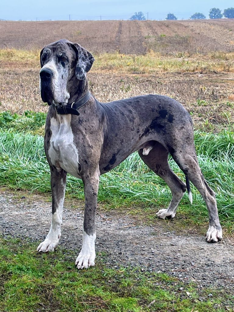 CH. Mch shalom Du Haut Dagour