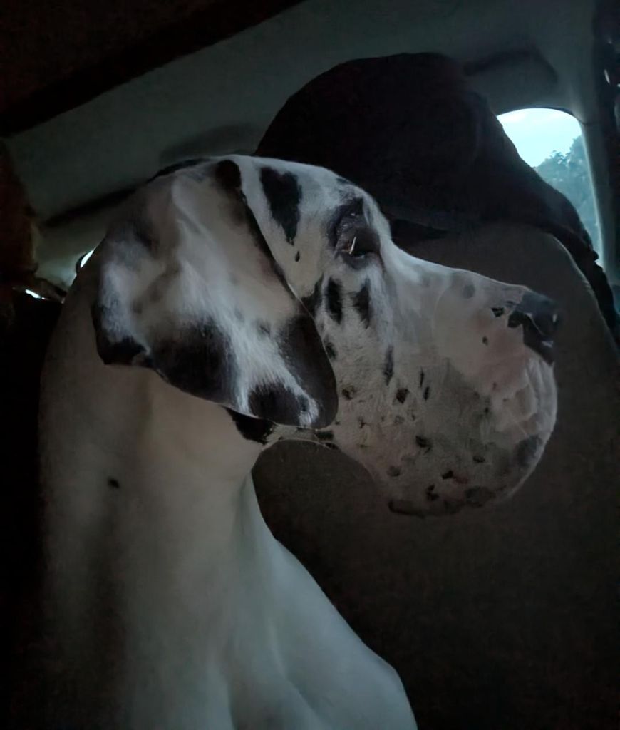 CH. mch ultima Du Haut Dagour