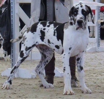 Iyoko du Cerbere d'Eyjeaux - Classe puppy : tres prometteur + Ring d'Honneur