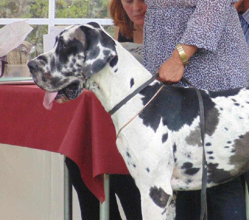 Iyoko du Cerbere d'Eyjeaux - Classe jeune => 3 eme EXCL