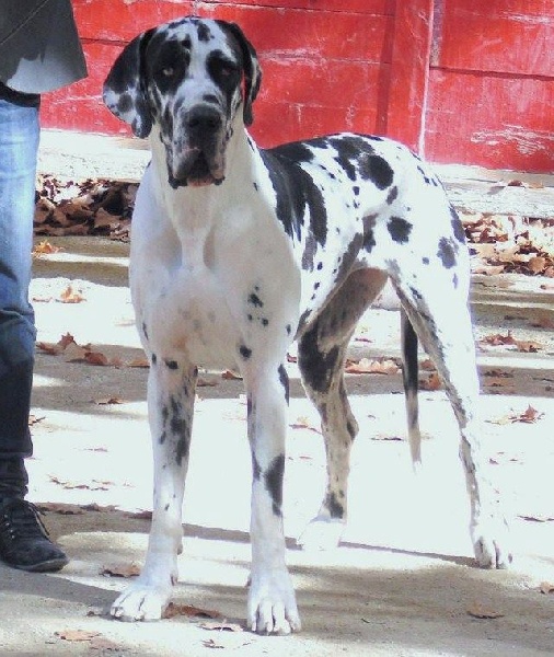 Iyoko du Cerbere d'Eyjeaux - Classe Ouverte => 2 eme EXCEL +