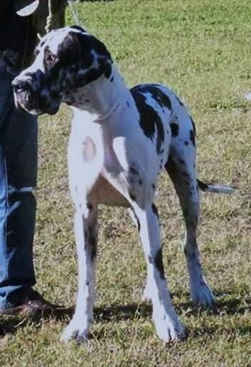 Iyoko du Cerbere d'Eyjeaux - Classe jeune => 2 eme EXCEL