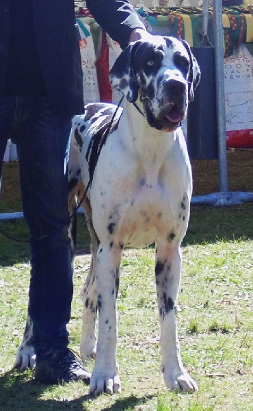 Iyoko du Cerbere d'Eyjeaux - Classe Intermediaire => EXCEL