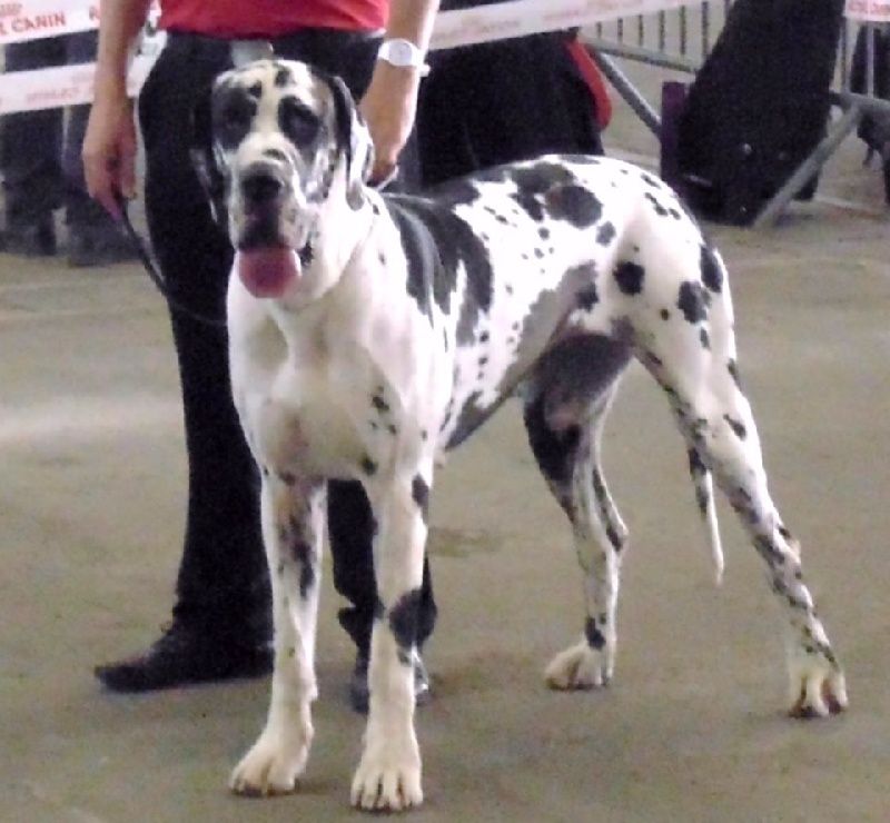 Iyoko du Cerbere d'Eyjeaux - Classe Intermediare => 1 er EXCL RCACS