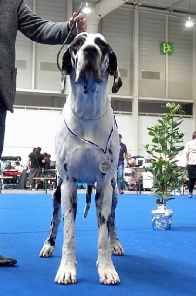 Iyoko du Cerbere d'Eyjeaux - Classe intermediaire => 1 er EXCL , CAC et RCACIB