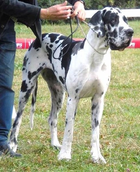 Iyoko du Cerbere d'Eyjeaux - CLASSE PUPPY : TRES PROMETTEUR