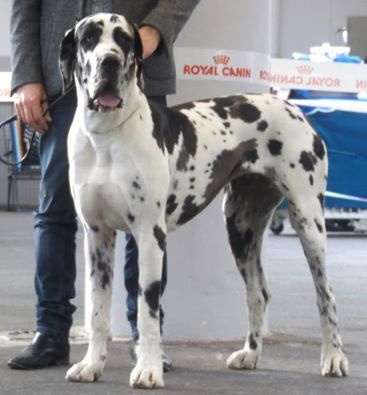 Iyoko du Cerbere d'Eyjeaux - Classe intermediaire =>1 er EXCL , CACS et RCACIB