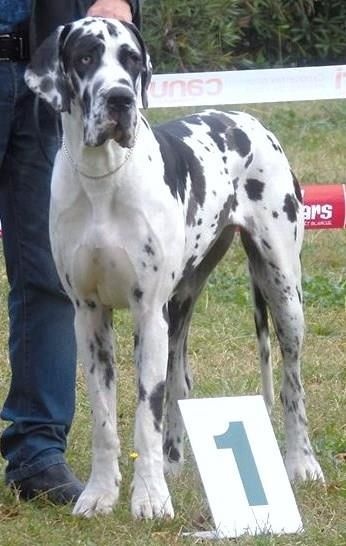 Iyoko du Cerbere d'Eyjeaux - Classe jeune => 1 er EXCEL + Ring d' Honneur