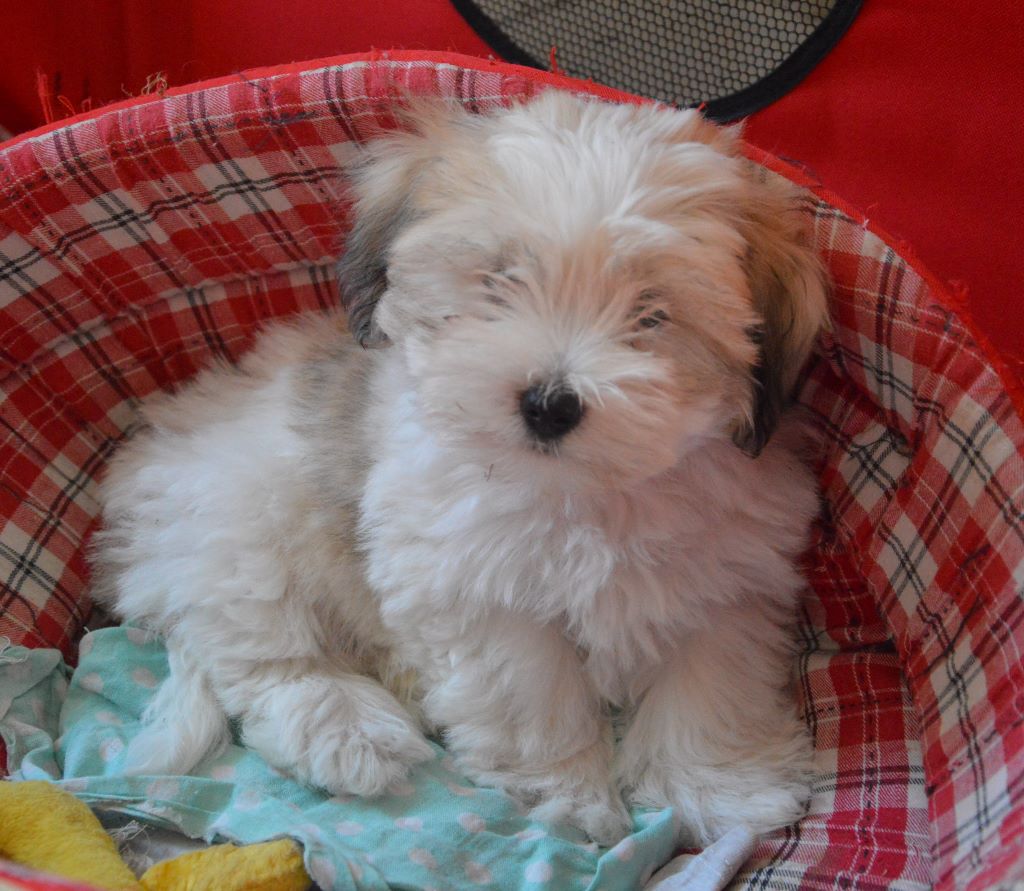 Chiot Coton de Tulear, mâle disponible en Nouvelle