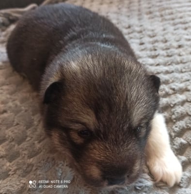 Les chiots de Alaskan Malamute