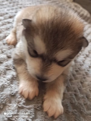 Les chiots de Alaskan Malamute