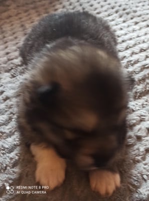 Les chiots de Alaskan Malamute