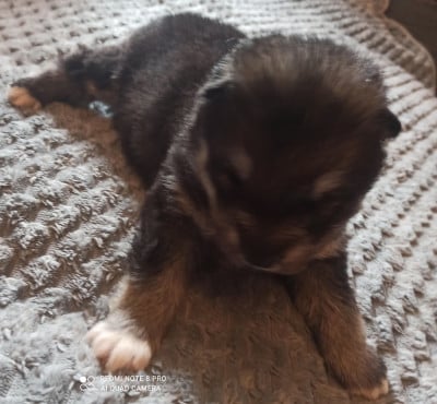 Les chiots de Alaskan Malamute