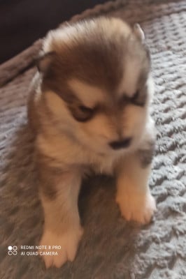 Les chiots de Alaskan Malamute