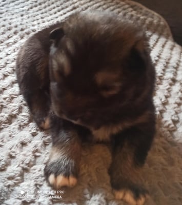 Les chiots de Alaskan Malamute