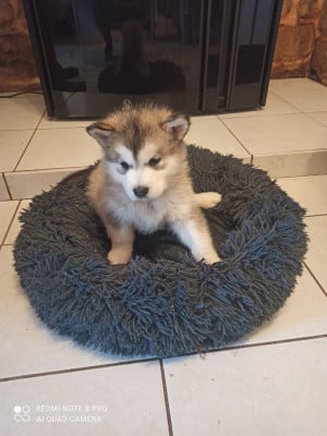 Les chiots de Alaskan Malamute