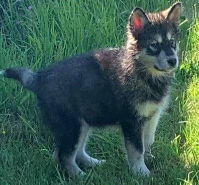 Les chiots de Alaskan Malamute