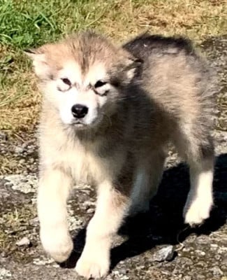 Les chiots de Alaskan Malamute