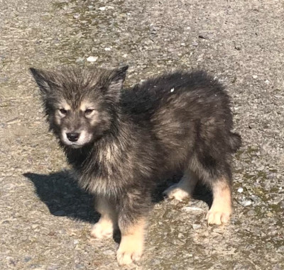 Les chiots de Alaskan Malamute