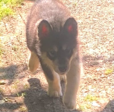 Les chiots de Alaskan Malamute