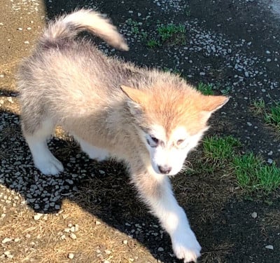 Les chiots de Alaskan Malamute