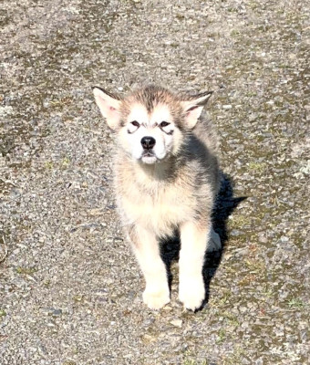 Les chiots de Alaskan Malamute