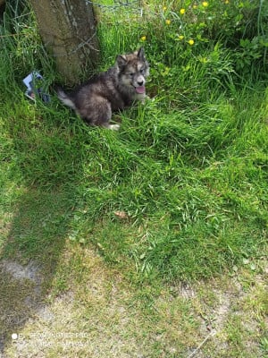 Les chiots de Alaskan Malamute