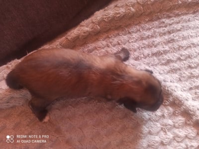 Les chiots de Epagneul tibetain