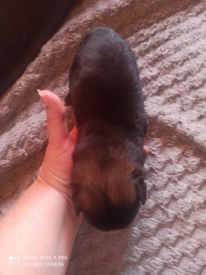 Les chiots de Epagneul tibetain