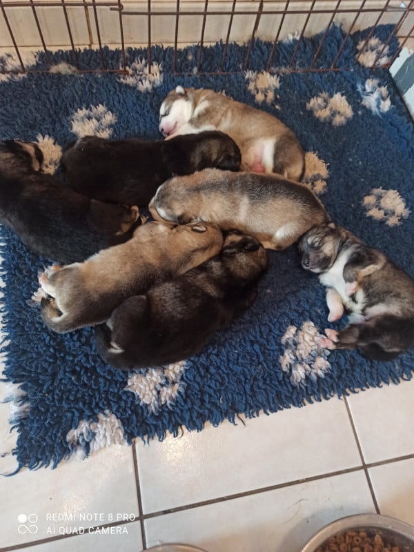 Alaskan Malamute - (Sans Affixe)