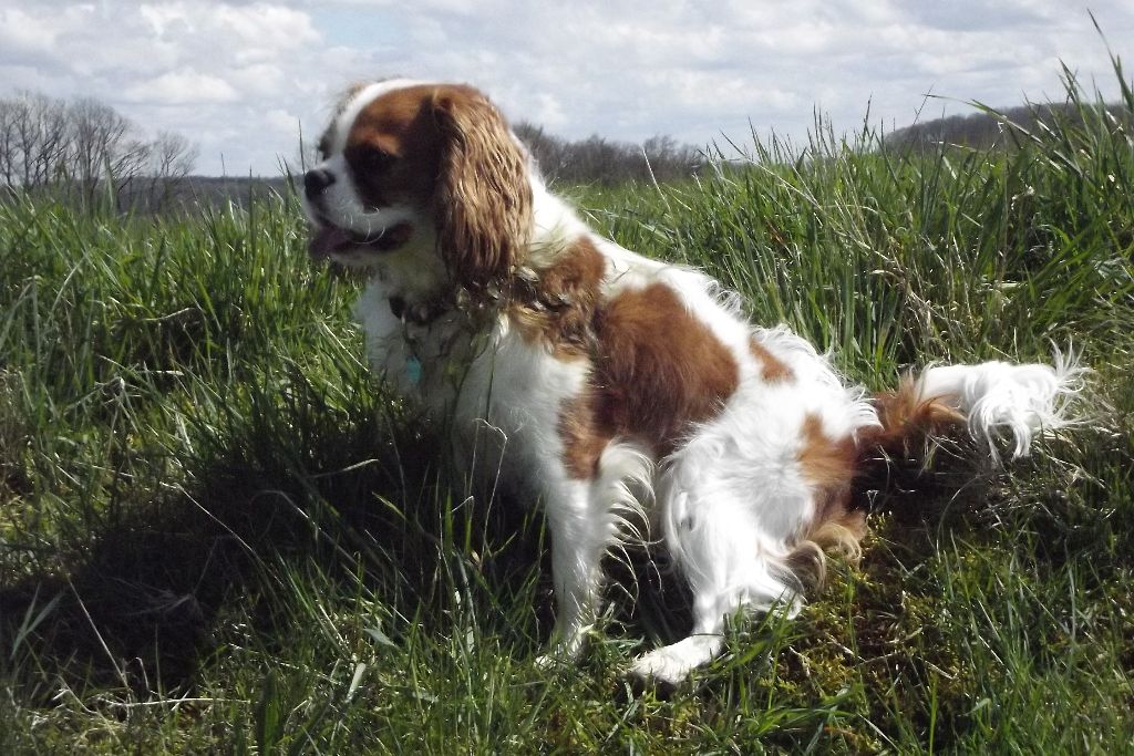 Publication : Du Règne Dechâtaigne Auteur : Du règne DeChâtaigne