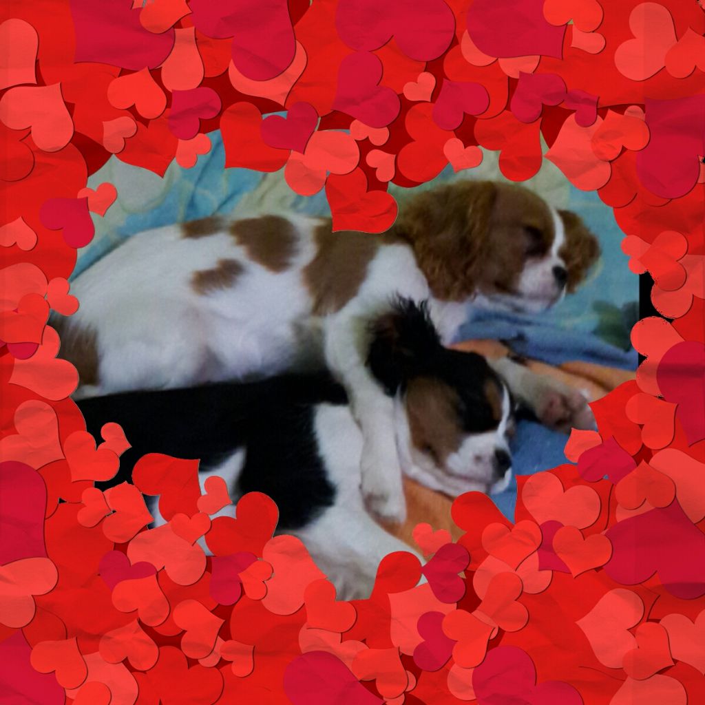 Publication : Du Règne Dechâtaigne Auteur : Du règne DeChâtaigne