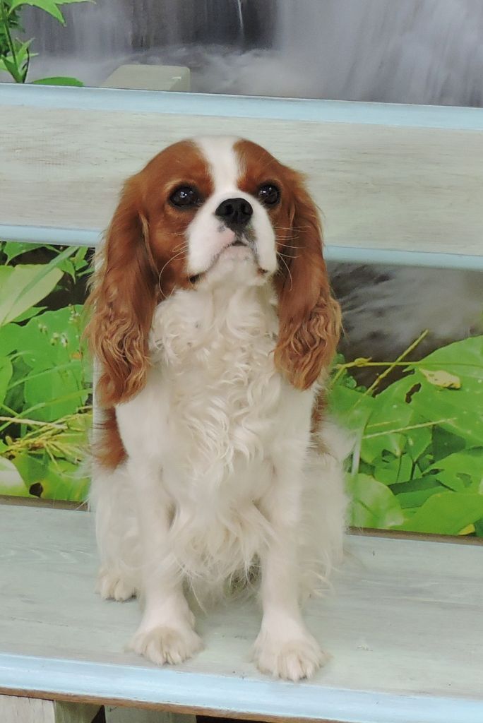 Publication : Du Règne Dechâtaigne Auteur : Du règne DeChâtaigne