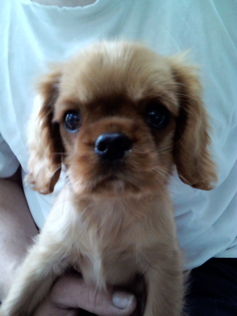 Publication : Du Règne Dechâtaigne Auteur : Du règne DeChâtaigne