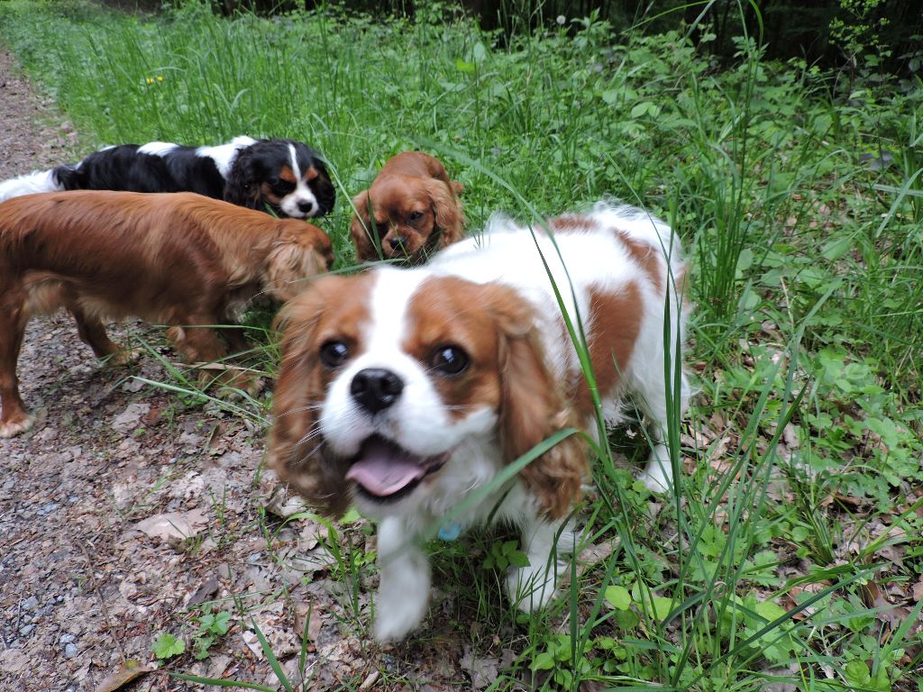 Publication : Du Règne Dechâtaigne Auteur : Du règne DeChâtaigne