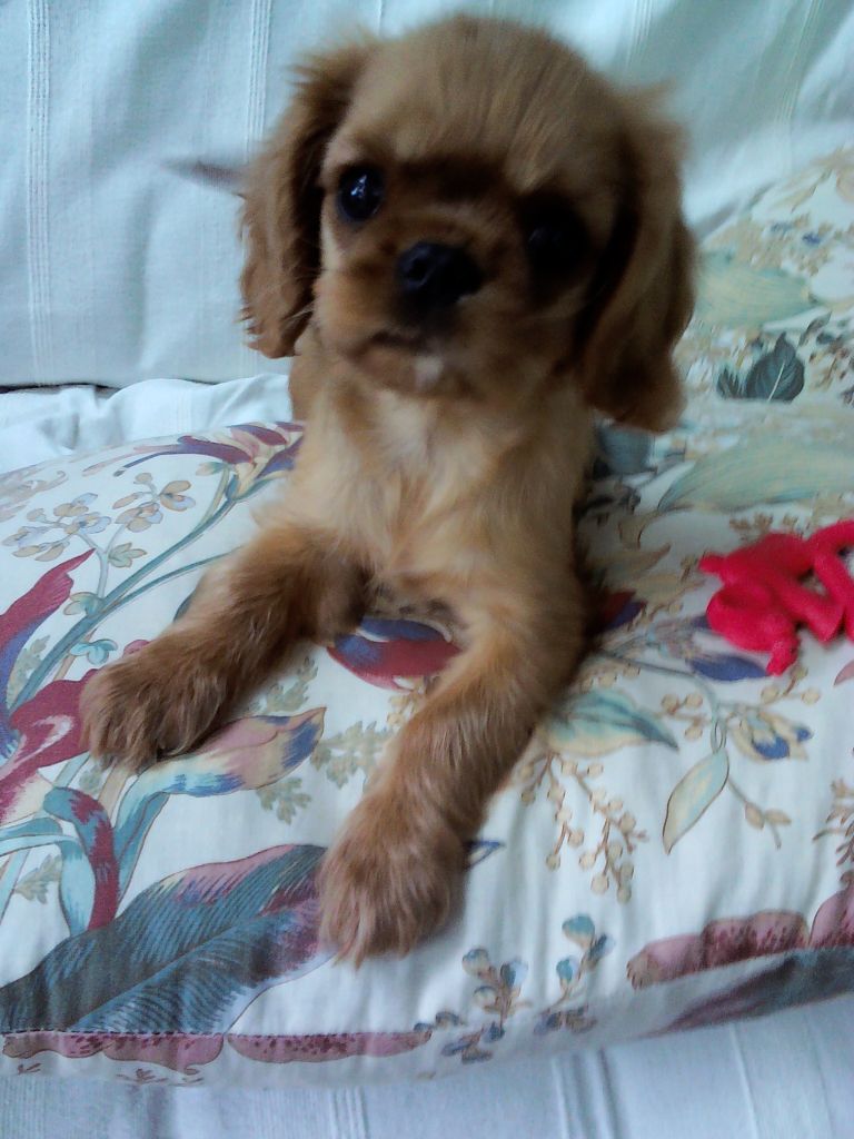 Publication : Du Règne Dechâtaigne Auteur : Du règne DeChâtaigne