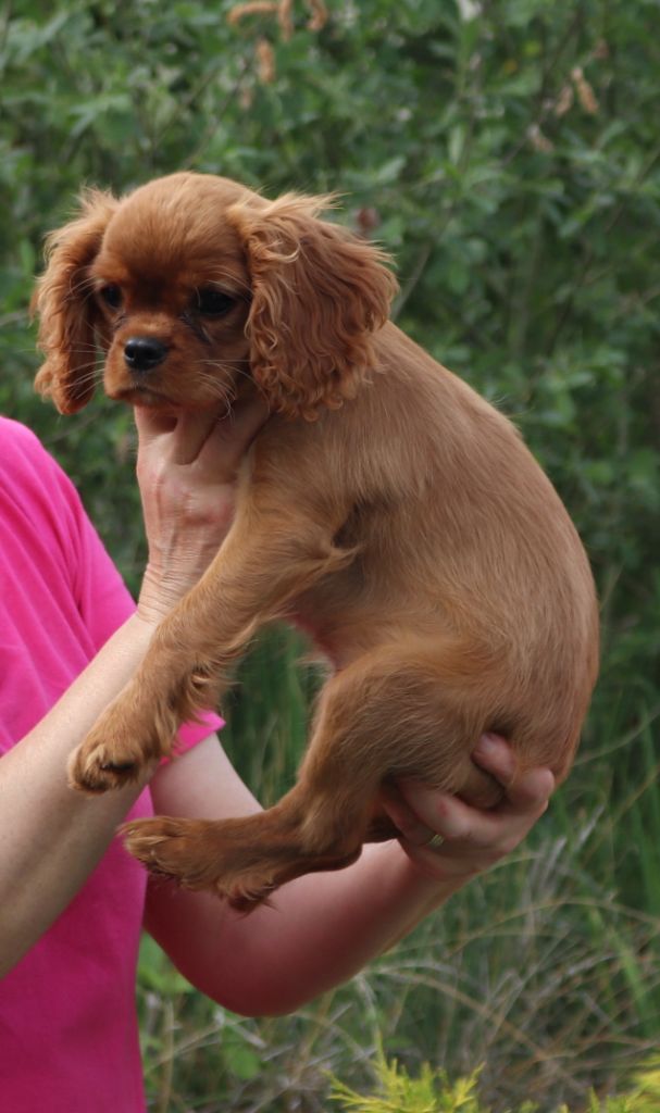 Publication : Du Règne Dechâtaigne Auteur : Du Règne DeChâtaigne